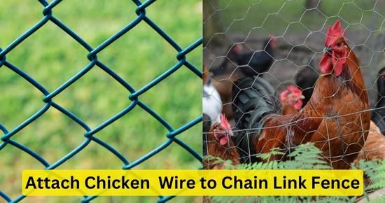Attach Chicken Wire to Chain Link Fence