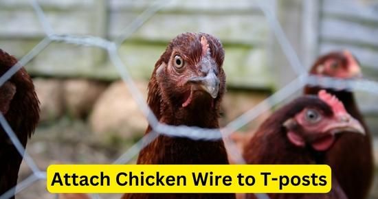 Attach chicken wire to T-posts
