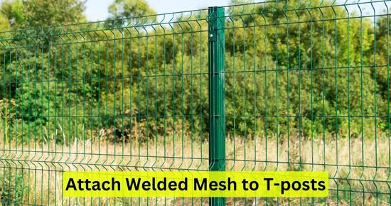 Attach Welded wire fence to T-posts