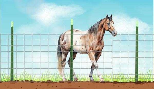 wire fence with T-posts for horses
