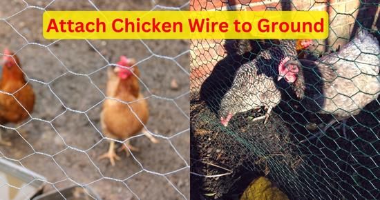 Secure Chicken Wire to the Ground
