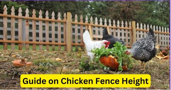 Complete Guide for Chicken Fence Height